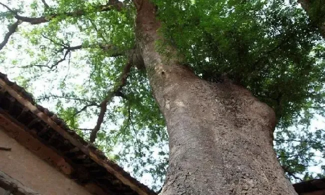 植物百科|有什么方法能让树自然死亡（让树自然死亡最快的办法）