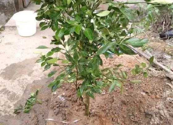 植物施肥|橘子树用什么肥料最好