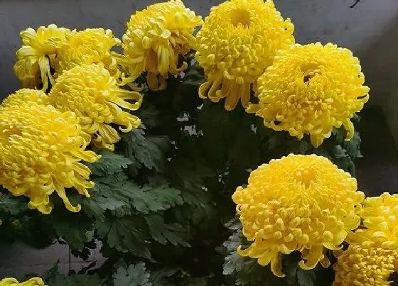 植物百科|菊花是花吗 是什么植物类别