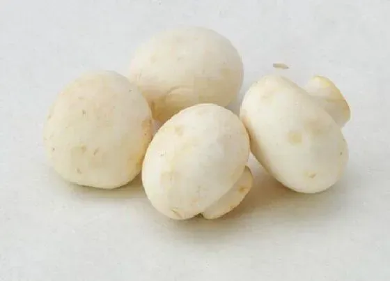 食用科普|口蘑可以生吃吗