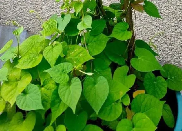 养殖科普|爬藤牵牛花一盆种几颗合适