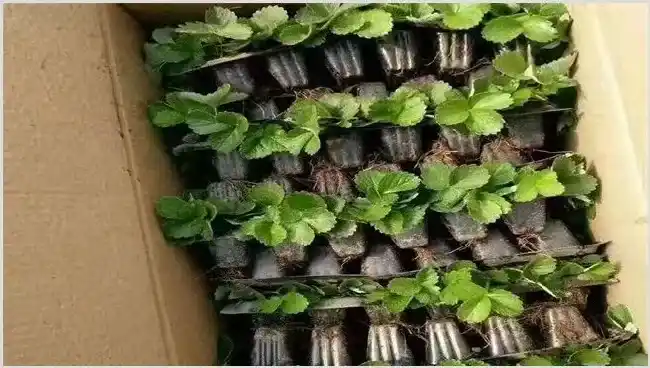 盆栽草莓的种植管理技术 | 种植技术