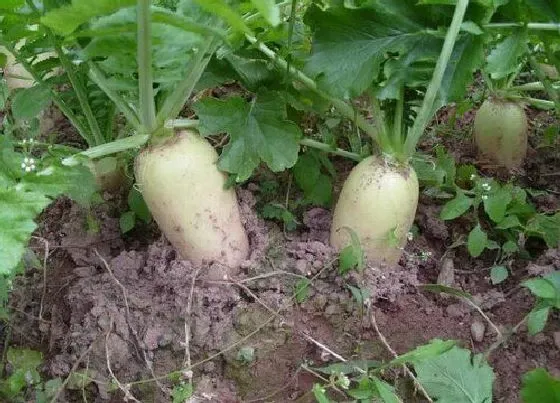 果实成熟|白萝卜种植时间和收获时间