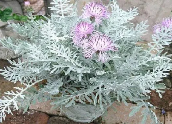 花期|银叶菊花期是什么时候