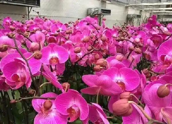 养殖科普|蝴蝶兰喜阴还是喜阳光的植物 属于喜阳花卉