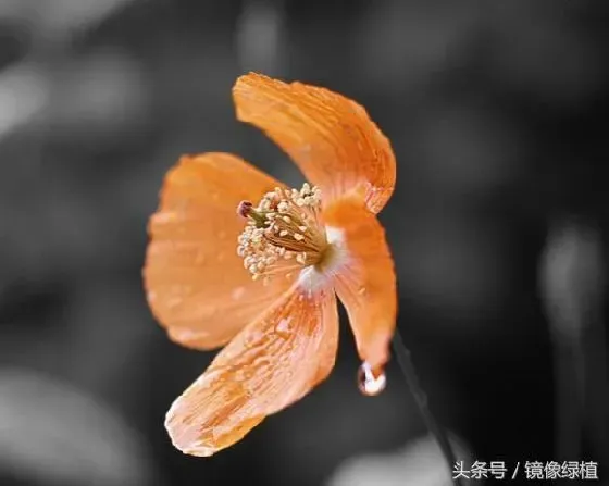 花卉百科|代表沉默的花