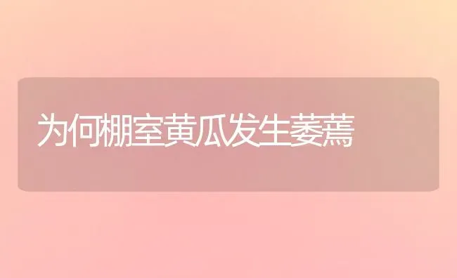 为何棚室黄瓜发生萎蔫 | 蔬菜种植