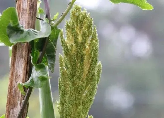 根部|高粱是什么根系的植物