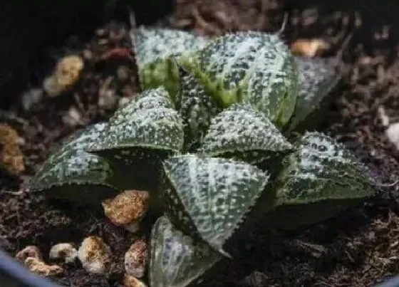 种植土壤|雪景色寿配土方法与种植土壤