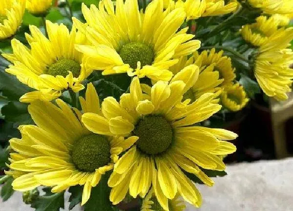 养殖方法|菊花的养殖方法和注意事项有哪些