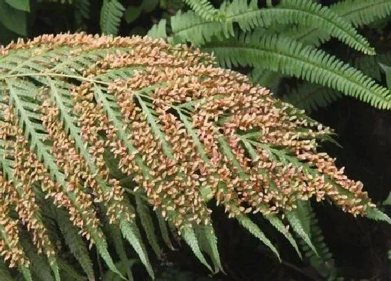 植物百科|胎生狗脊是什么植物