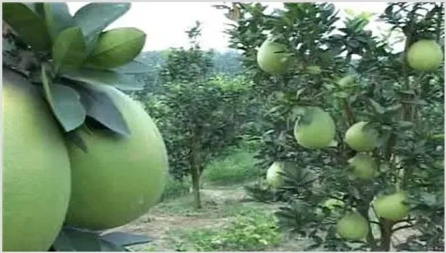 蜜柚药害原因及补救措施 | 种植病虫害