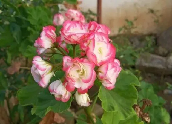 种植管理|天竹葵摘心打顶时间与方法
