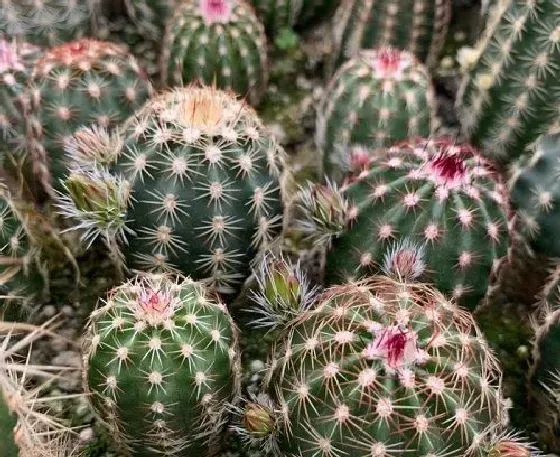 开花时间|仙人掌多久开花一次 从种植到开花要多长时间