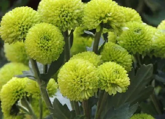 植物寓意|绿色菊花花语代表什么意思