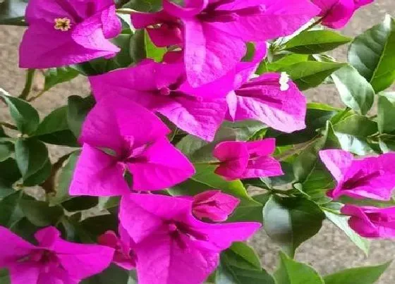 春天植物|三角梅春天开花吗