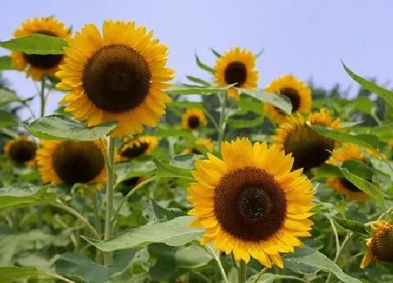 花卉百科|七月开的花有哪些 7月开什么花最常见的