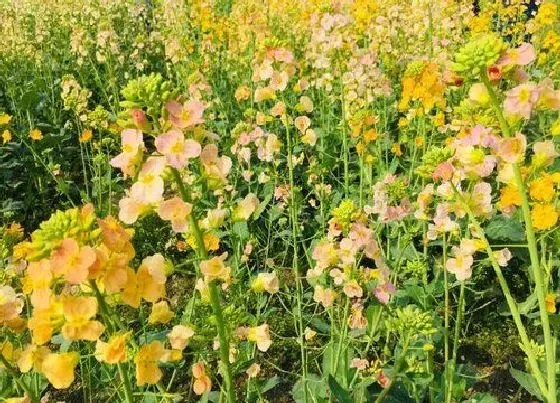 植物百科|油菜开花吗 开花什么样子