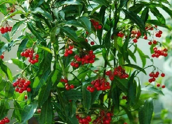 植物施肥|富贵子用什么肥料好