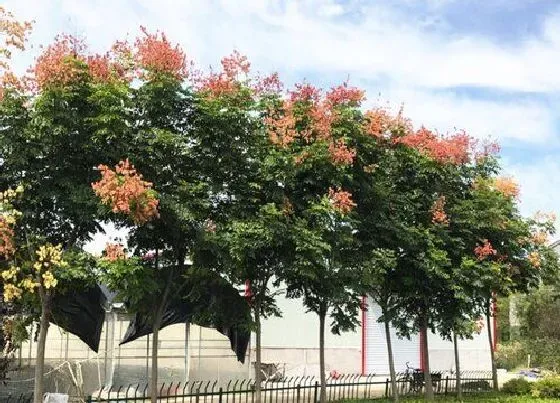 植物百科|栾树值钱吗 市场价格