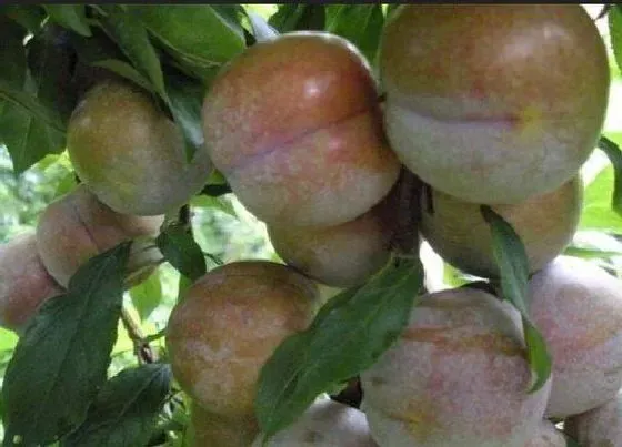 植物百科|李子树盆栽能结果吗