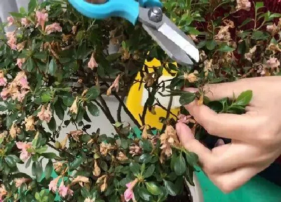 植物修剪|杜鹃花什么时候剪枝最好