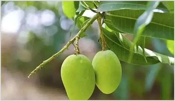 芒果种植技术要点 | 自然知识