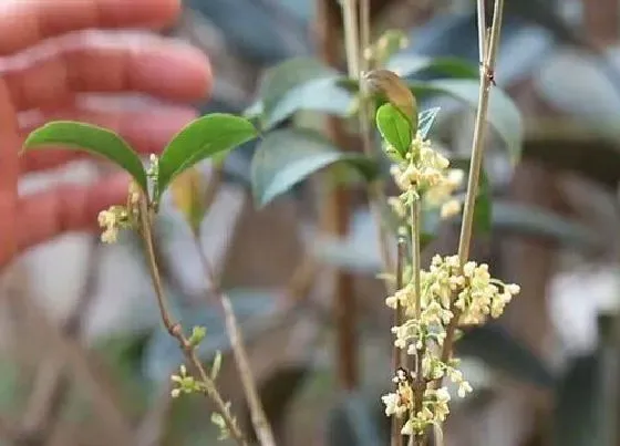 植物修剪|月月桂怎么修剪方法