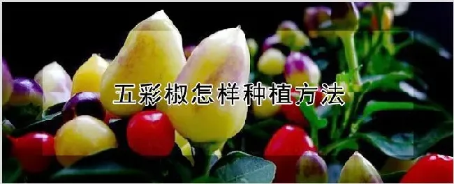 五彩椒怎样种植方法 | 养殖技术