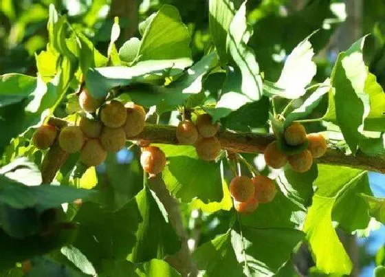 种植土壤|银杏配土方法与种植土壤