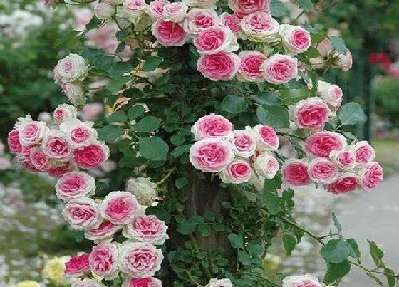 种植位置|门前可以种月季花吗