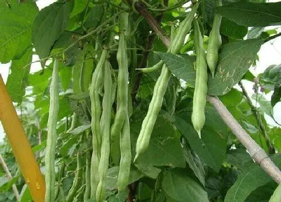 植物种类|菜豆种子是裸子植物吗