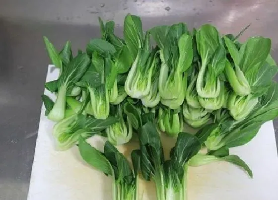 植物种类|吃火锅的蔬菜有哪些 涮火锅食材中有哪些蔬菜