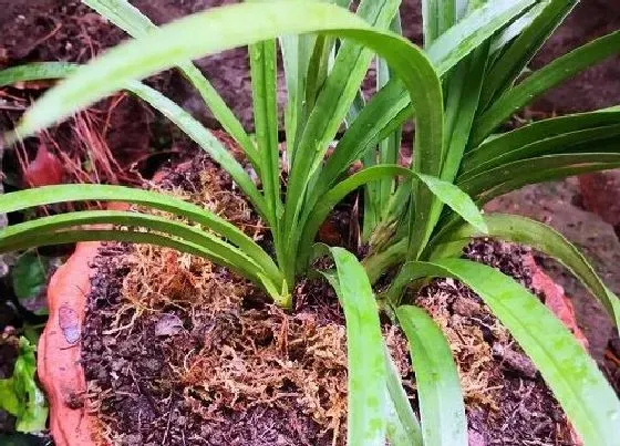 冬天植物|兰花抗冻吗