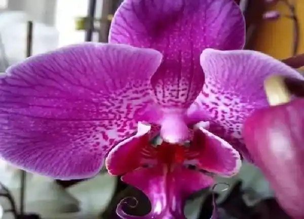 养殖科普|蝴蝶兰喜阴还是喜阳光的植物 属于喜阳花卉