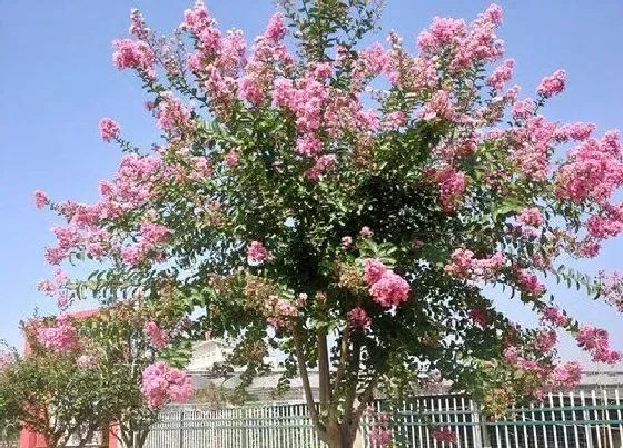 植物百科|薇是什么植物 属于什么类别植物