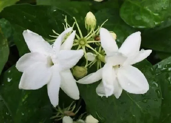 植物百科|茉莉是什么植物