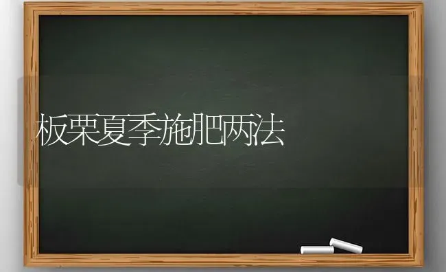 大叶菠菜新品种 | 蔬菜种植