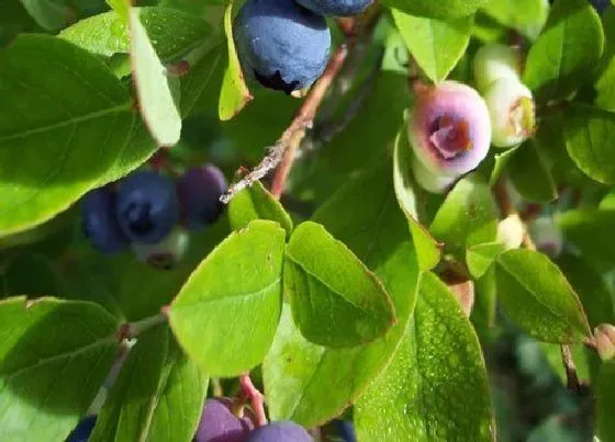 果实成熟|蓝莓什么季节成熟上市 成熟季节是几月份