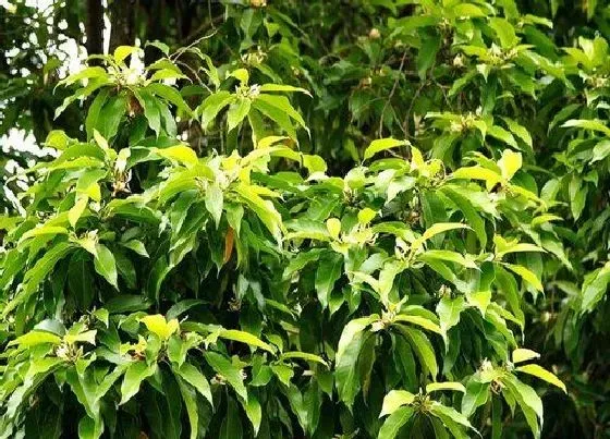 不开花|黄葛兰树为什么不开花