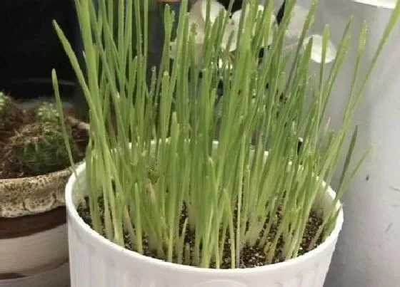 种子|猫薄荷是什么植物的种子
