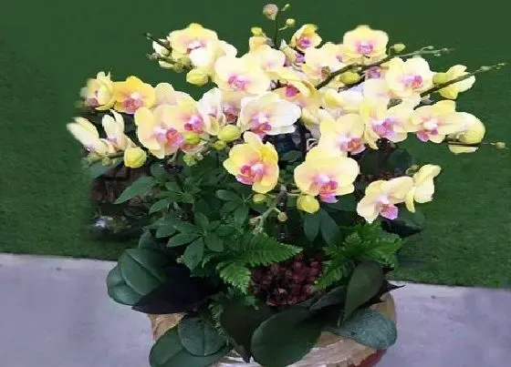 花朵诊疗|蝴蝶兰怎么快速开花