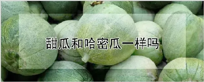 甜瓜和哈密瓜一样吗 | 农业技术