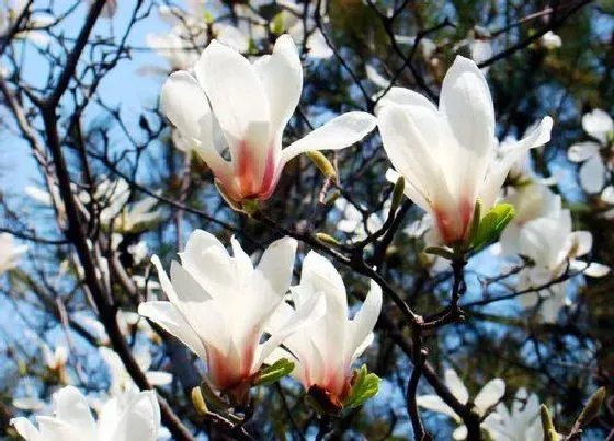 开花时间|玉兰什么季节开花 开花时间是几月份