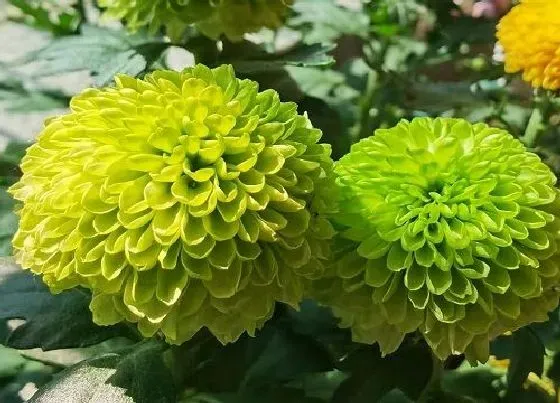 植物寓意|绿色菊花花语代表什么意思