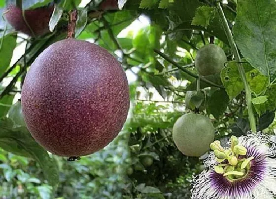 生长环境|百香果种植温度多少度 适合的栽种季节温度