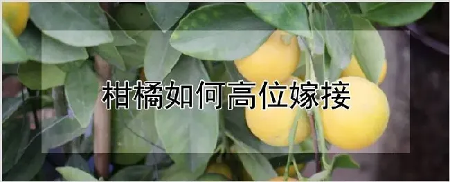 柑橘如何高位嫁接 | 农业科普