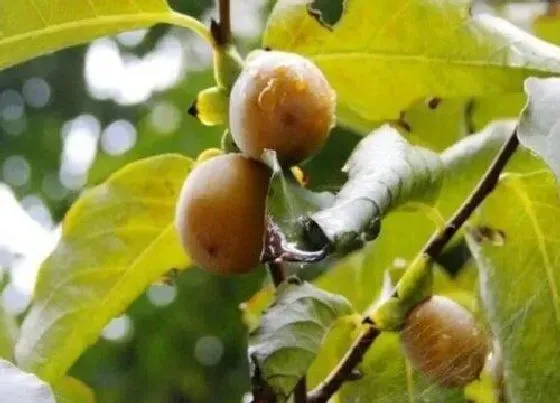 果实保存|软枣可以冷冻保存吗