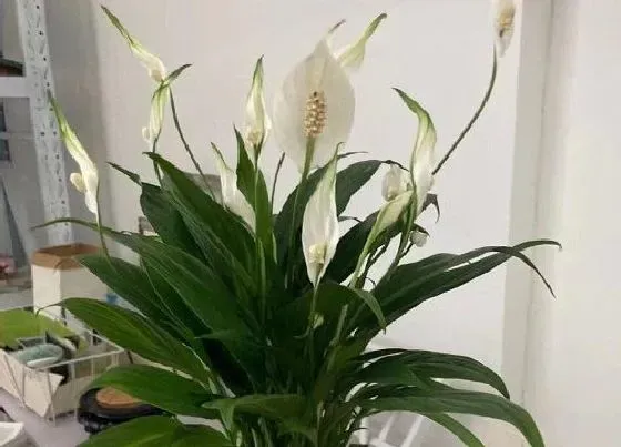 植物价格|白掌多少钱一盆