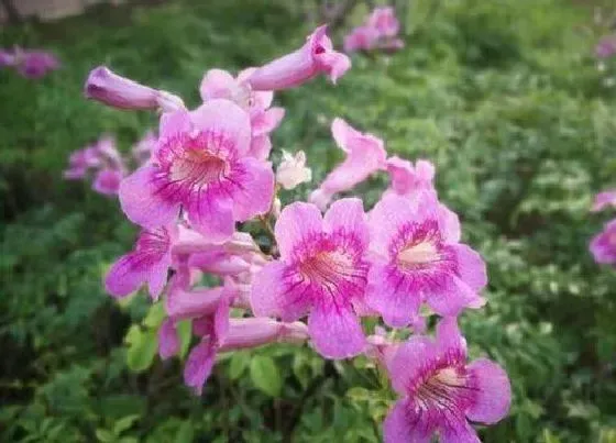 开花时间|紫云藤一年开几次花